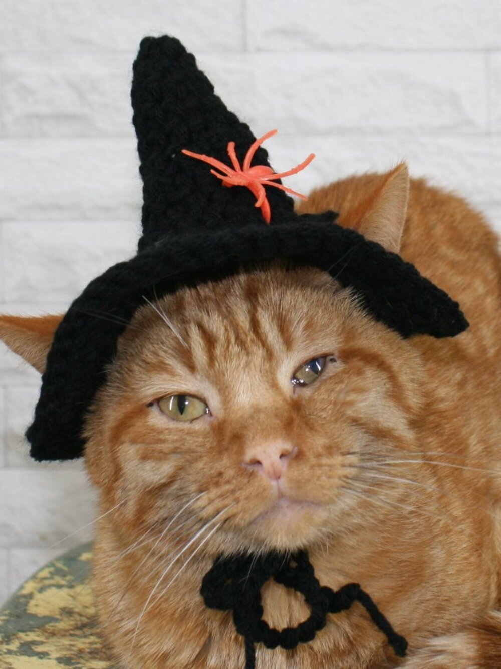 HAND CRAFTED Crochet Halloween Witch Hat Spider Cat Costume Photo Prop